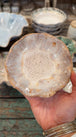 Oyster